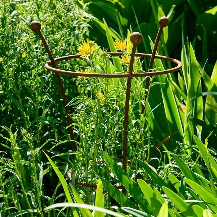 Trumpet Plant Supports Rust